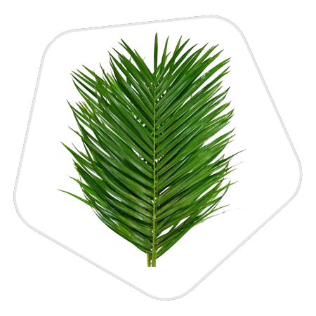 Доставка Зелени из Нидерланд в Казань