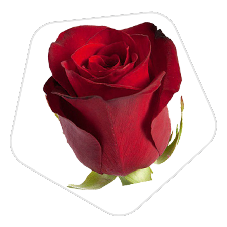 Доставка роз из Эквадора в Казань